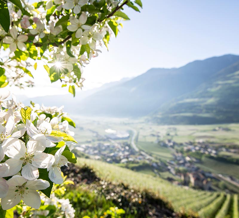 flott im fruehling am rosengarten suedtirol